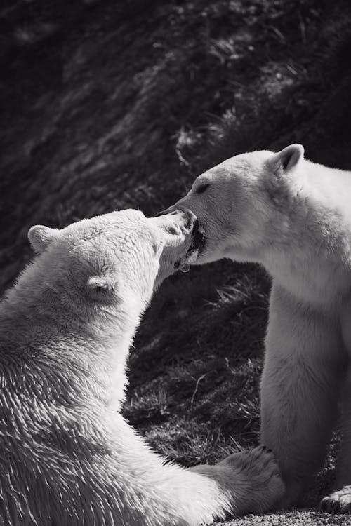 Black and White Photo of Polar Bears