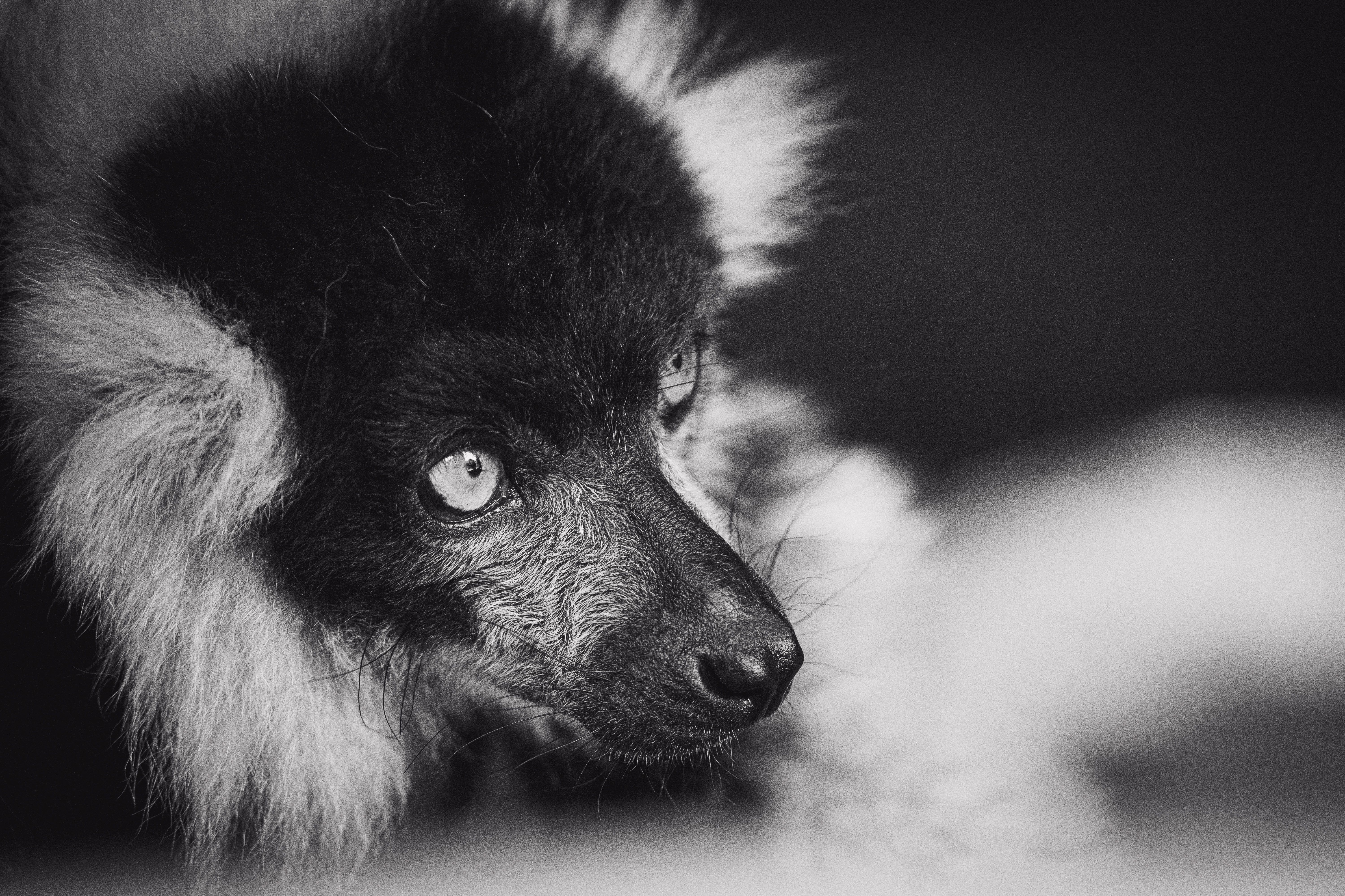 Lemur with fluffy coat and whiskers in zoo · Free Stock Photo