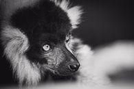 Lemur with fluffy coat and whiskers in zoo