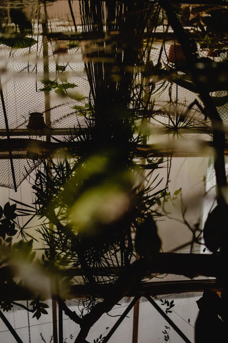 Reflection Of Plants On Water