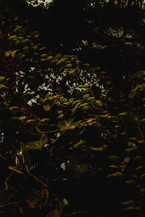 Kostenloses Stock Foto zu blätter, dunkel, invasive pflanzen