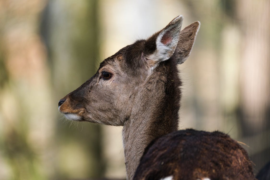A Deer in Close-up Photography