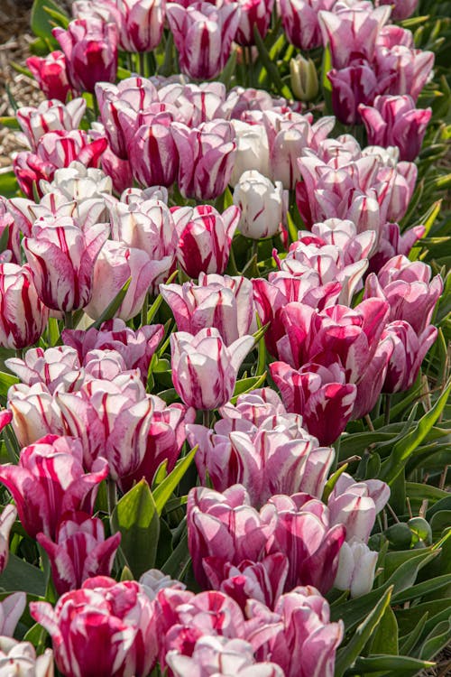 Free Close-up of a Bed of a Flowerbed Stock Photo