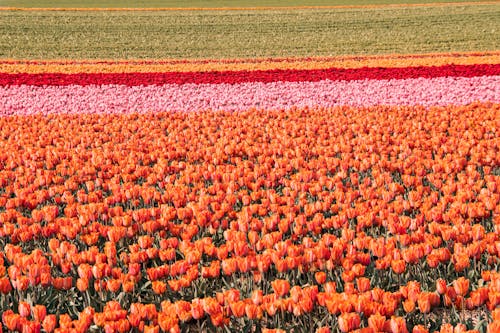 Free Tulip Flowers Field Photography Stock Photo
