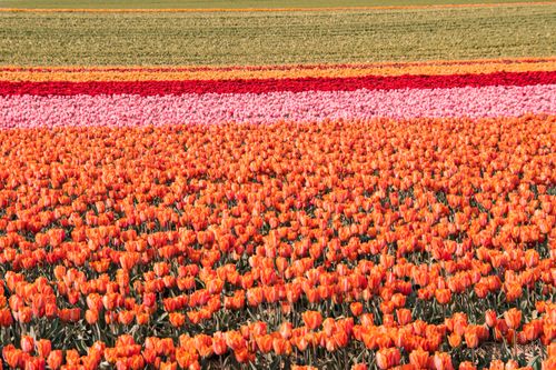 Free A stunning view of colorful tulip fields in full bloom during spring. Stock Photo