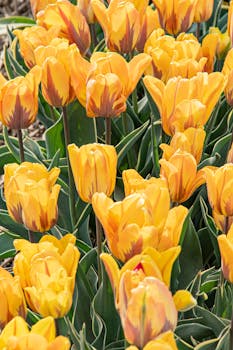 A vivid display of yellow tulips blooming outdoors in spring. Perfect for nature lovers.