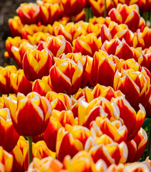 Free Fotos de stock gratuitas de flora, floración, flores Stock Photo