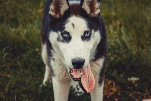 Close Up Foto Di Siberian Husky