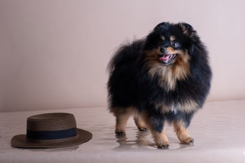 Free Cute Pomeranian dog next to a stylish straw hat, creating a charming indoor scene. Stock Photo
