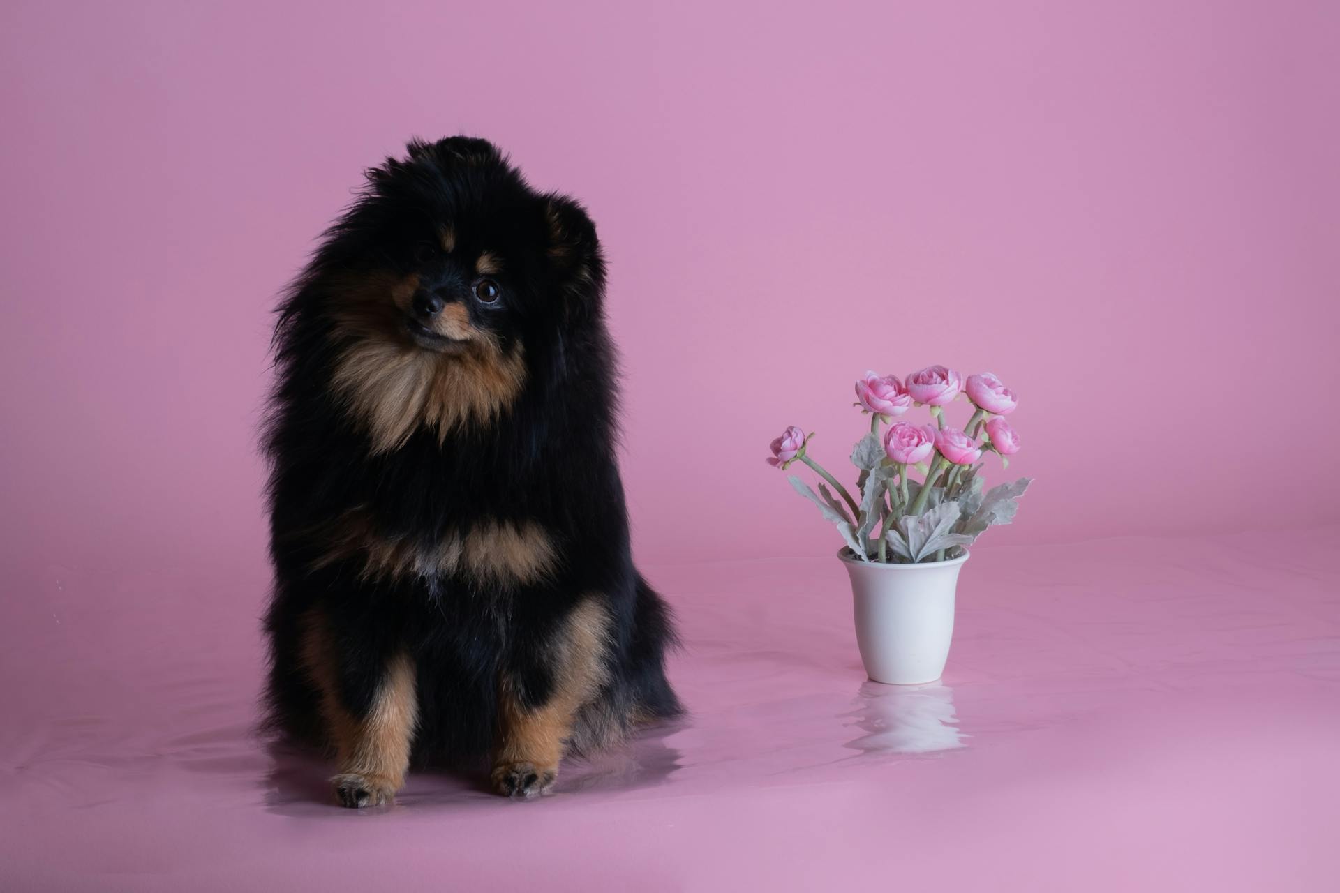 Black and Brown Pomeranian Puppy on White Ceramic Bowl