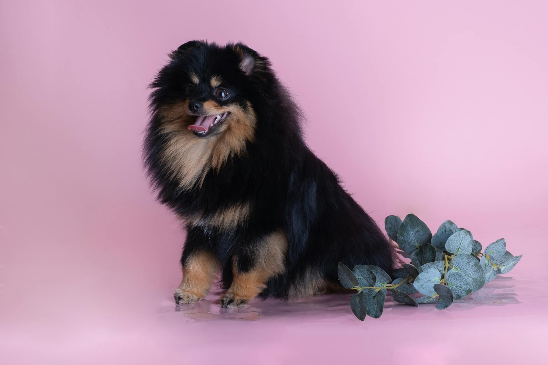 A Pomeranian Posing with Eucalyptus Leaves