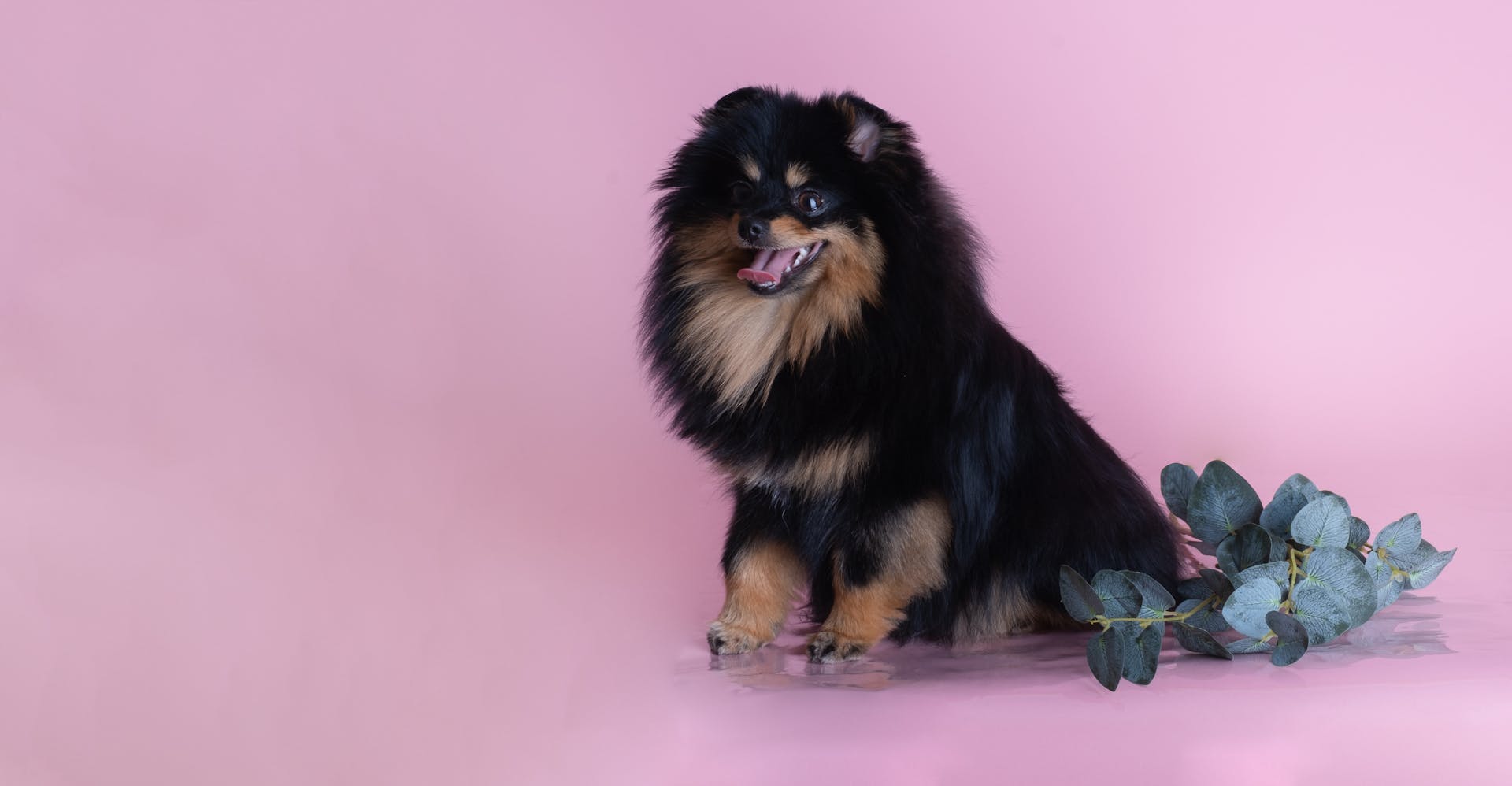 A Cute Black and Brown Pomeranian Dog