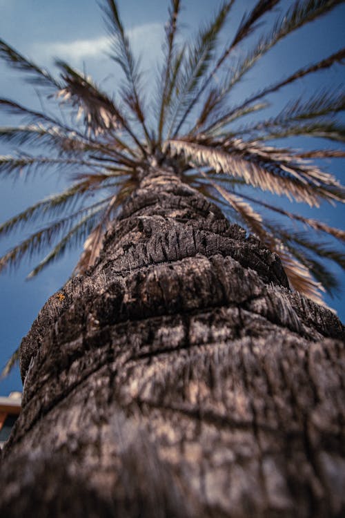 Palm Tree Under Blue Sky