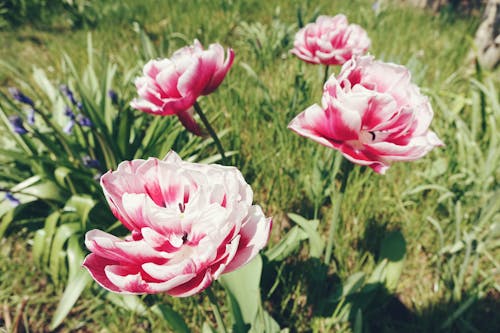 Základová fotografie zdarma na téma detail, květinová fotografie, květiny