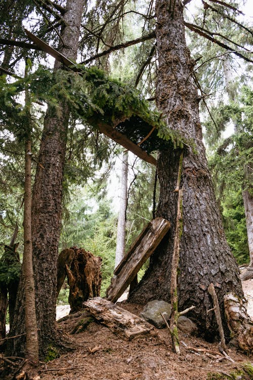 Free Tree Trunks in the Woods Stock Photo