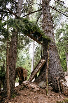 Vertical shot of untouched woodland showcasing sunlit tree trunks and lush greenery.