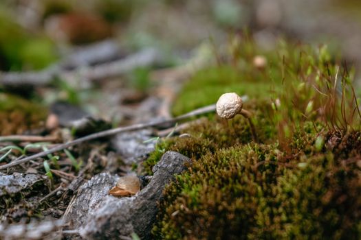 Cordyceps vs. Lion's Mane: porównanie wpływu na energię i koncentrację 2 Close-up view of a wild mushroom growing on a mossy forest floor, surrounded by natural growth.