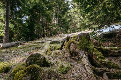 Free Green Moss on Brown Tree Trunk Stock Photo