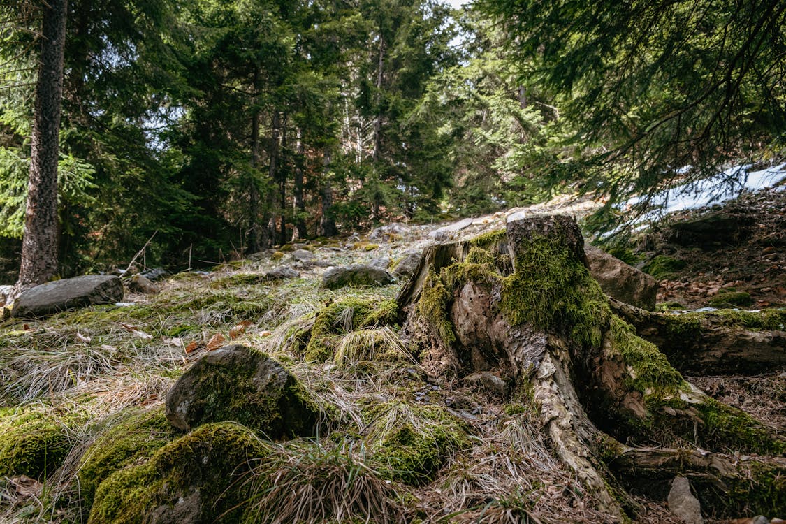 Ilmainen kuvapankkikuva tunnisteilla joki, jousi, kallio