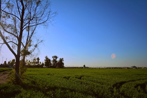 Základová fotografie zdarma na téma čisté nebe, farma, hřiště