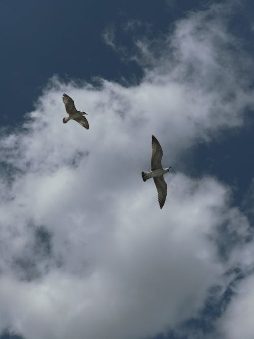White Bird Flying Under Blue Sky