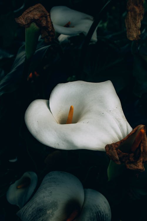 Close-Up Shot of White Calla Lily