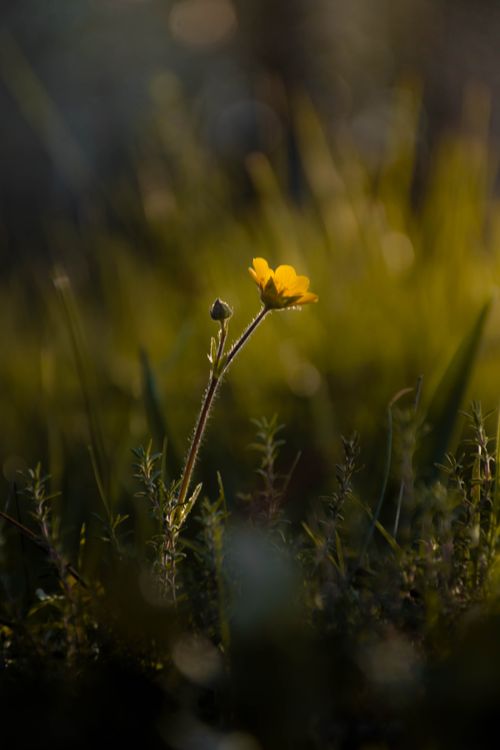 Free A beautiful close-up of a yellow flower blooming in a grassy field during sunrise, offering a peaceful nature scene. Stock Photo