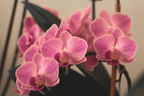 Бесплатное стоковое фото с крупный план, лепестки, моли орхидеи