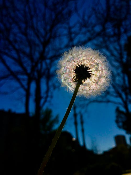 Photos gratuites de beau ciel, belle fleur, ciel bleu