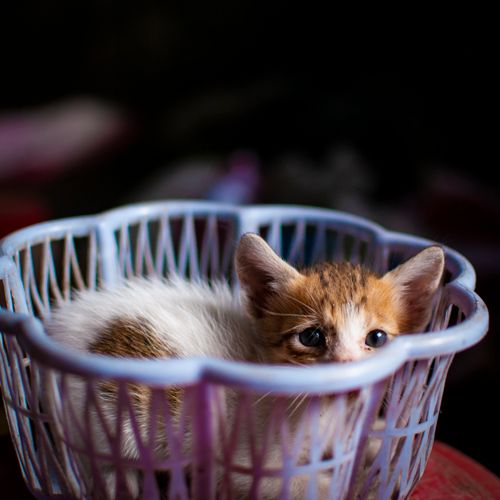 Free Close-up of a cute tabby kitten nestled in a blue plastic basket, perfect for animal lovers. Stock Photo