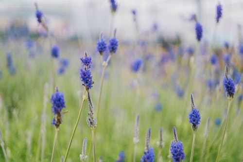 青い花びらの花のセレクティブフォーカス写真