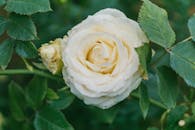 绿叶环绕的白玫瑰特写，尽显自然之美