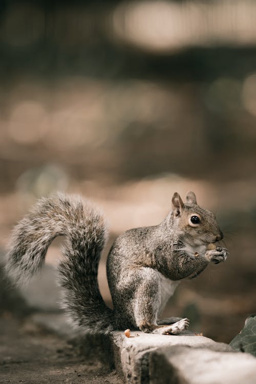 Shallow Focus Photo of Cute Gray Squirrel