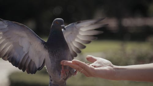 A Person Feeding a Pigeon