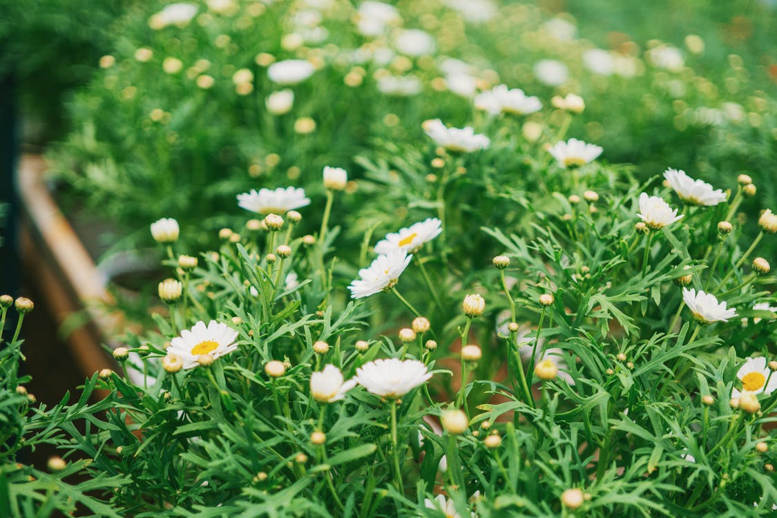 Foto d'estoc gratuïta de bonic, brillant, brots de flors