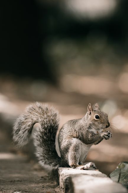 dead animal removal near me Century City dead animal removal Century City