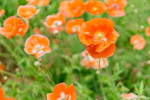 Fotografia Di Close Up Di Fiori D'arancio Petalo