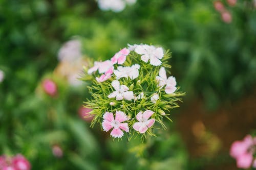 흰색과 분홍색 꽃의 초점 사진