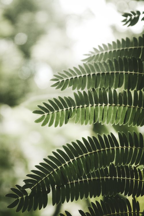 Free Close-up view of vibrant green fern leaves in natural sunlight. Perfect for nature themes. Stock Photo