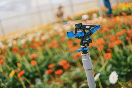 Free Close-up of a sprinkler in a colorful flower field, enhancing growth in a greenhouse. Stock Photo