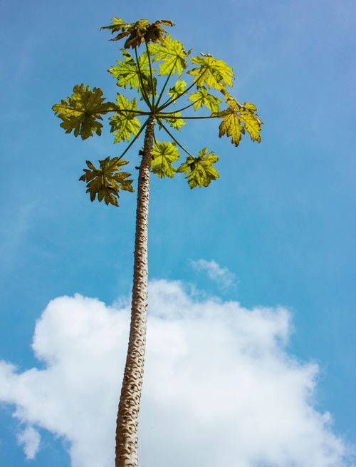 Free A tall papaya tree silhouetted against a bright blue sky with fluffy clouds. Stock Photo