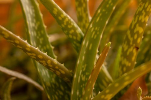Free stock photo of aloe vera Stock Photo