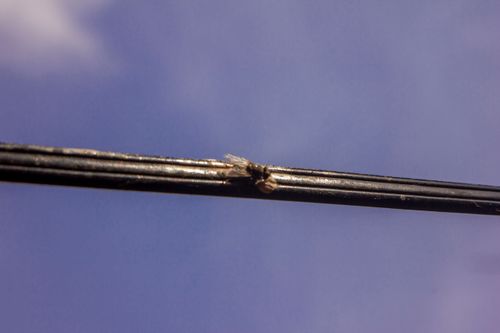 Free stock photo of mouche Stock Photo