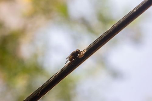 Free stock photo of mouche Stock Photo