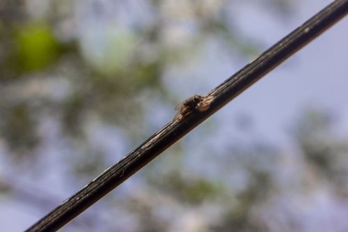 Free stock photo of mouche Stock Photo
