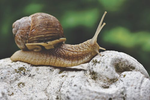 Photos gratuites de collant, coquille d'escargot, escargot