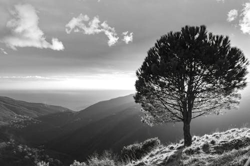 山丘, 樹, 灰度攝影 的 免費圖庫相片