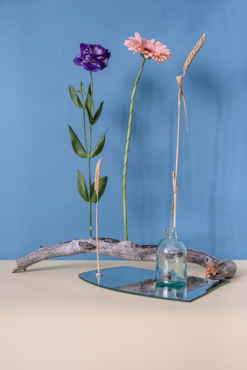 Gratuit Imagine de stoc gratuită din contrast, creangă, floare mov Fotografie de stoc