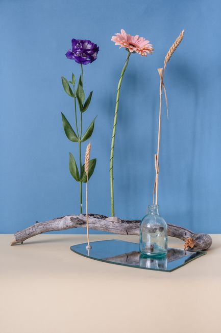 Creative arrangement of transvaal daisy and purple flower with a mirror on blue background.
