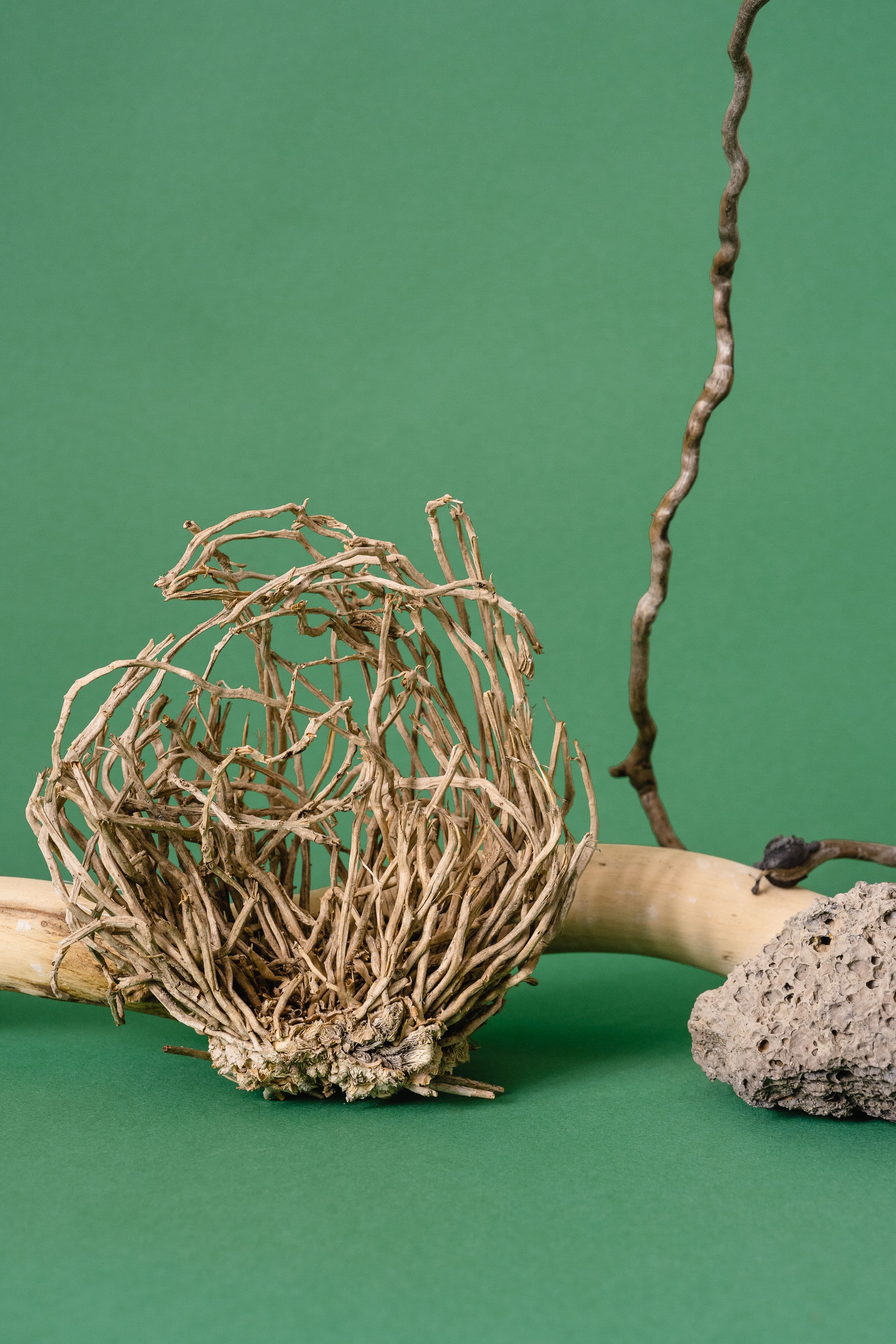 Abstract arrangement of dry roots, wood, and stone on a green background.